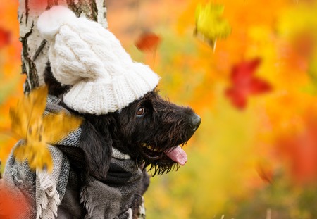 Black mutt dog with hood and scarf posing in autumn park.
