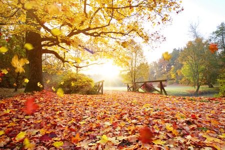 Colorful autumn forest. Beautiful rural scenery.