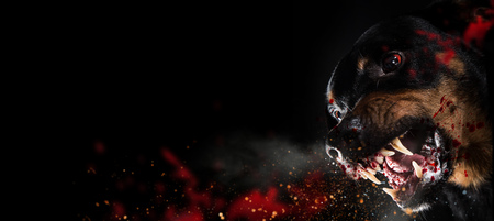 Ferocious Rottweiler barking mad on black background.の写真素材