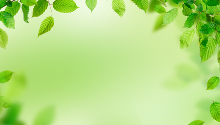 Green leaves border with copy space, spring background.