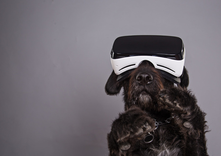 Black dog immersed in virtual realityの写真素材