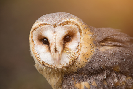 A beautiful barn owl, close-up.の写真素材