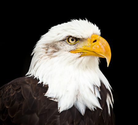 Portrait of a bald eagle (haliaeetus leucocephalus)