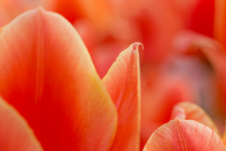 Beautiful colorful tulips, close-up.の写真素材