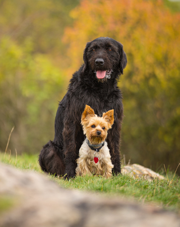 Two dogs posing together on green grass.
