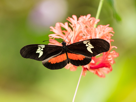 Butterfly Heliconius Hacale zuleikas, in nature habitat. Wildlife in the forest