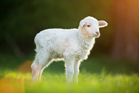 cute little lamb on fresh spring green meadow during sunriseの写真素材