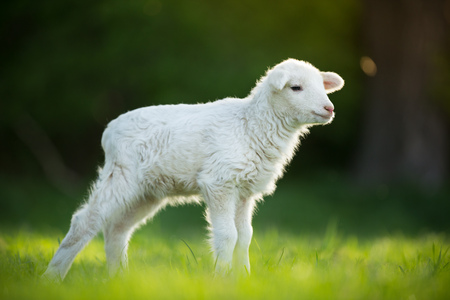 cute little lamb on fresh green meadowの写真素材