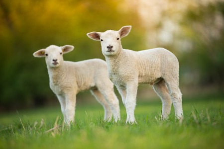 cute little lambs on fresh green meadowの写真素材