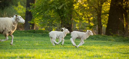 cute little lamb on fresh green meadow