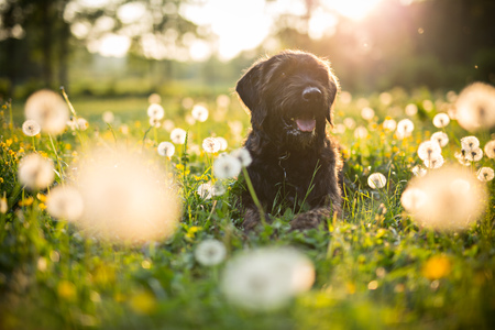 Portrait of black mutt dog during sunset on meadow.の写真素材