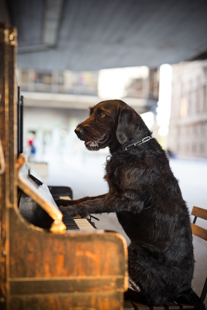 Black dog Amy playing the piano.