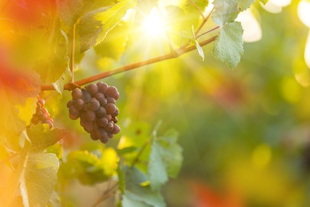 Bunch of grapes on a vineyard during sunset. The winegrowers harvest.