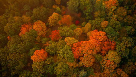 Aerial view of autumn foliage forest.の写真素材
