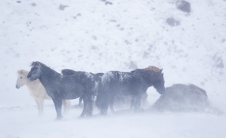 Horses in the mountains in Icelandの写真素材