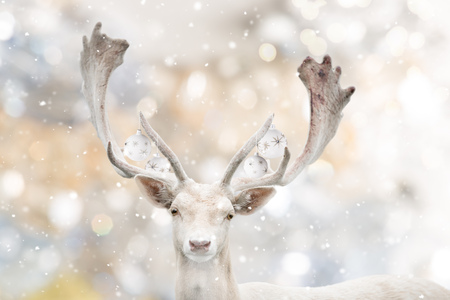 Portrait of white fallow deer in winter time.の写真素材