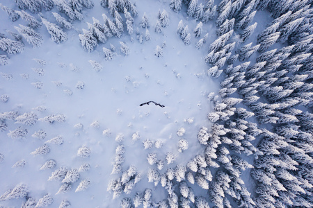 Aerial view of spruce forest in mountain landscape.の写真素材