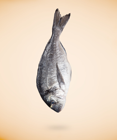 Sea bream (Sparus aurata) fish on beige background.