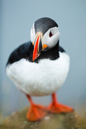 Puffin on the rocks at latrabjarg Iceland.の写真素材