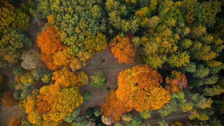 Aerial view of beautiful colored autumn forest.の写真素材