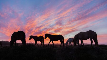 Icelandic horses in the field during sunset, scenic nature landscape of Iceland, Europeの写真素材