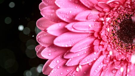 Beautiful colorful gerbera daisy with water drops falling.の写真素材