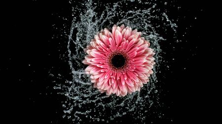 Beautiful colorful gerbera daisy rotation with water splash.の写真素材