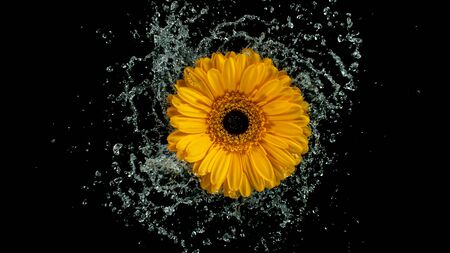 Beautiful colorful gerbera daisy rotation with water splash.の写真素材