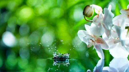 Leaking water stream from bamboo, spa and wellness concept.の写真素材