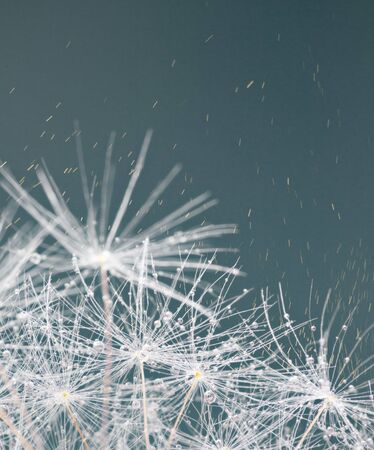 Close-up dandelion headの写真素材