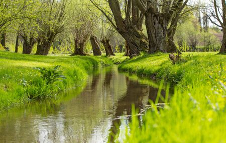 Beautiful natural spring scene with stream