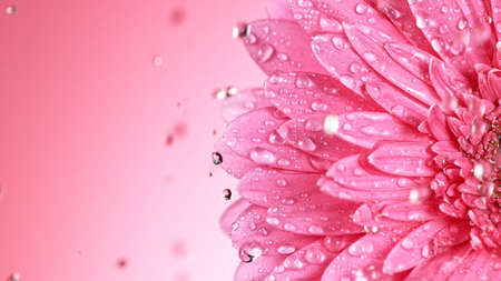 Beautiful colorful gerbera daisy with water drops falling.の写真素材