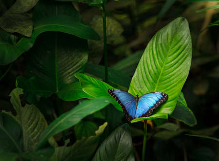 Blue morpho (morpho peleides) on green nature background.