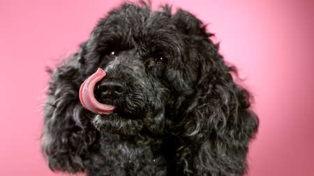Freeze Motion shoot of black standard poodle sticking outの写真素材