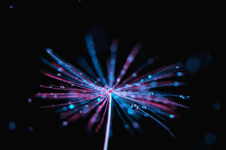 Macro Shot of Dandelion with water drops.の写真素材