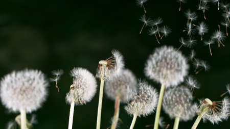 Macro Shot of Dandelion Seeds Being Blownの写真素材