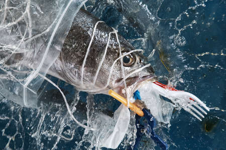 Falling sea fish with plastic garbage. Plastic waste environmental pollution problem.の写真素材