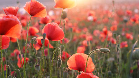 Close-up of beautiful poppy field during sunset.
