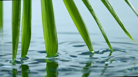 Super slow motion of water drop dripping from green palm leavesの写真素材