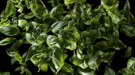 Freeze Motion Shot of Rotating Fresh Basil leaves.の写真素材