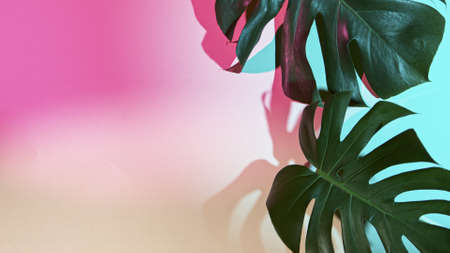 Monstera deliciosa on colored backgroundの写真素材