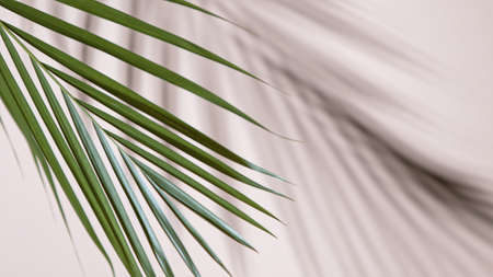 Palm leaves on beige background