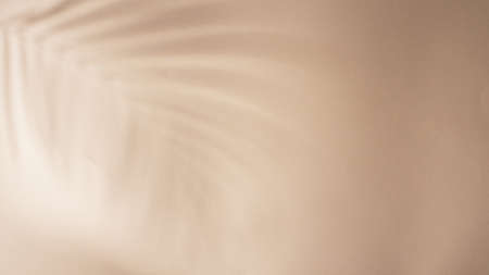 Palm leaves shadow on beige backgroundの写真素材