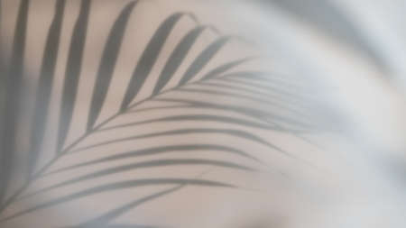Palm leaves shadow on beige backgroundの写真素材
