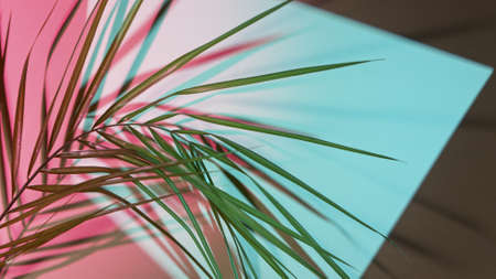 Palm leaves on colored backgroundの写真素材