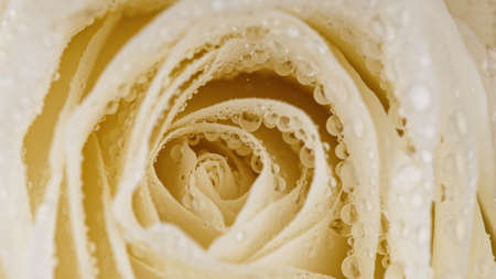 Beautiful rose bloom with water drops.の写真素材