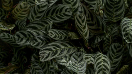 Green tropical leaves backgroundの写真素材