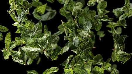 Freeze Motion Shot of Flying Fresh Sage leaves.