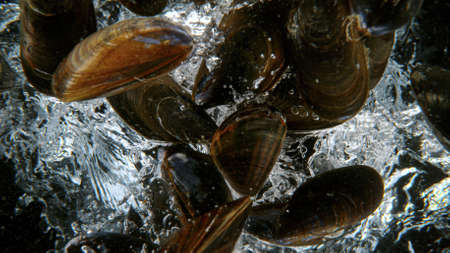 Falling mussels into water, underwater view.