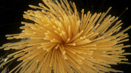 Falling uncooked italian pasta Spaghetti into water.の写真素材